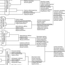 Image result for Bergia pentheriana