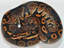 Galaxy Ball Python Python Regius If You Re Wondering Where The Name Ball Python Comes From It S Because They Cu Ball Python Cute Reptiles Python Regius