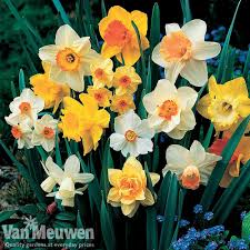 Daffodil Sunshine Mix Narcissus Bulb Flowers Daffodil Bulbs Daffodils