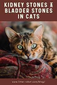 Kidney Stones Bladder Stones In Cats Litter Robot Blog Cats Cat Ages Cat Facts