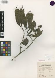 Image result for Colletoecema