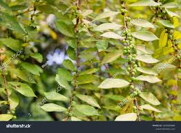 Image result for Bridelia ripicola