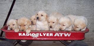 Find labrador retriever puppies and breeders in your area and helpful labrador retriever information. Sunrise Labradors Lab Puppies For Sale