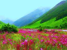 The valley of flowers trek can be considered as one of the safest trek in the himalayas. Valley Of Flowers Trek Uttarakhand Trip Package For 5 Nights 6 Days Inr 10000 00