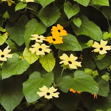Image result for Thunbergia stelligera
