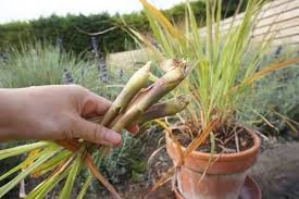 La Citronnelle Comment La Faire Pousser Et Profiter De Ses Bienfaits Citronnelle Jardinage Pour Les Nuls Jardinage En Pots