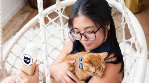 Answer general questions about the cat cafe. Pop Up Cat Cafe To Open A Permanent Location Later This Year Pacific Business News