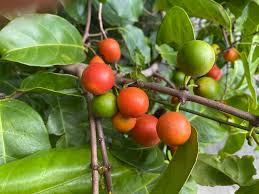 Image result for Salacia