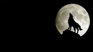 Download and use 10,000+ wolf wallpaper stock photos for free. Wolf Wallpapers Hd Desktop And Mobile Backgrounds