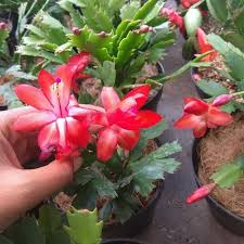 Bunga bugenvil dikenal juga dengan bunga kertas. New Jual Tanaman Hias Wijaya Kusuma Bunga Merah Shopee Indonesia