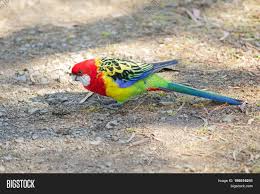 Check spelling or type a new query. Colorful Eastern Image Photo Free Trial Bigstock