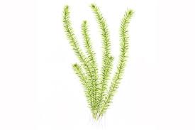 Image result for Mayaca