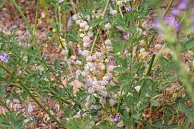 Image result for Cuscuta approximata