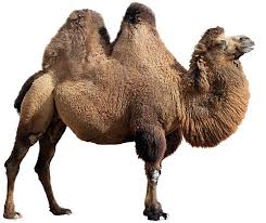 Here you can calculate how many camels your girlfriend or boyfriend is worth. Camel Ground Meat Halal Camel Meat Camel Sausage Camel Hotdogs Camel Salami Camel Burgers Camel Meat