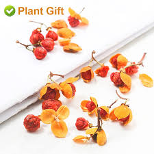 Enjoy this lovely tea with or without milk and honey, at bedtime or any time of the day! Buy Plantgift Albizia Julibrissin Blooming Tea Flowers 80g 2 82oz åˆæ¬¢èŠ± Help Sleep Loose Leaf Tea Help Sleep Sweet Sleepytime Tea Detox Tea Albizia Tea Online In Turkey B093snw2gw