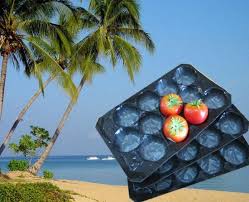 Resistant to storm winds, and offering great shade and cover, palm trees are reliably the seeds from the palm tree are used for food here in africa. China Wholesale Eco Friendly Pp Plastic Fruit Tray China Pp Tray Plastic Tray