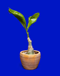 Image result for Cyphostemma zombense