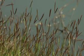 Image result for Dichanthium