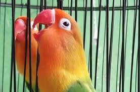 Lovebird Burung Cantik Yang Harganya Bisa Hingga Rp1 Miliar