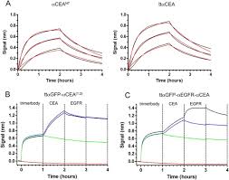 The igg antibody secretory cells (ascs) in small intestine were particularly observed through immumohistochemical staining, then after were analyzed by statistical methods. Intramolecular Trimerization A Novel Strategy For Making Multispecific Antibodies With Controlled Orientation Of The Antigen Binding Domains Scientific Reports