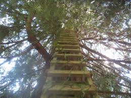 In this case it is an old scaffold bar which has been securely fixed to the entrance to a tree house. Cedar Creek Treehouse A Gem In The Ashford Woods The Mountain News Wa