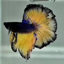 Our breeding is designed to produce show quality bettas. Live Betta Fish 034 Black Mustard Rose Tails Ohm Ot109 034 Male Rare Find Betta Fish Betta Fish