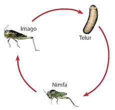 Namun sebelum masuk ke pembahasan inti, mari kita pahami terlebih dahulu apa itu metamorfosis? Ciri Ciri Metamorfosis Sempurna Dan Tidak Sempurna Blog Munawaroh Up