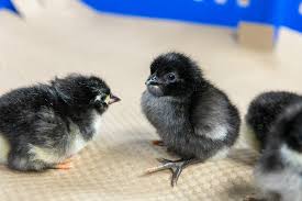 As the name suggests, it is a large breed. Black Jersey Giant Townline Hatchery