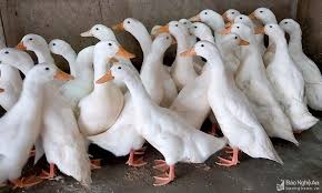 Người dân trình báo bị nhóm thanh niên cầm dao đe dọa, cướp 18 con vịt. Nghá» An Vá»t Thá»t Giá»¯ Gia Trong Ngay Táº¿t Ä'oan Ngá» Kinh Táº¿ Bao Nghá» An Ä'iá»n Tá»­