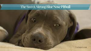 The Sweet Strong Blue Nose Pitbull Certapet