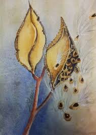 Milkweed Pods Small Watercolor C Kathy Sturr Milkweed Art Flower Art Botanical Drawings