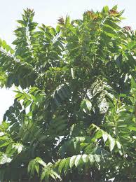 Image result for Toona