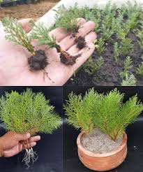 Image result for cuttings thujas