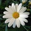 Scegli immagini di mazzi di fiori e di fiori hd scarica disegni fiori stilizzati gratis migliaia di foto mazzo di fiore e fiori compleanno. 1