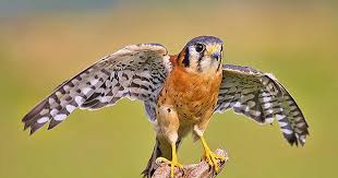 Michigan Birds Of Prey Pictures American Kestrel American Kestrel Kestrel Birds Of Prey