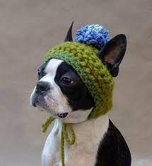 Free Dog Patterns To Sew From Articletrader Free Dog Sweater Pattern Latest Celeb News Crochet Dog Hat Crochet Dog Dog Hat