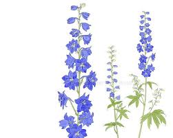The 25 Best Larkspur Tattoo Ideas On Pinterest Delphinium Tattoo July Birth Flowers And Larkspur Flower Tattoos Larkspur Tattoo Birth Month Flowers