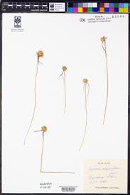 Image result for Cyperus niveus
