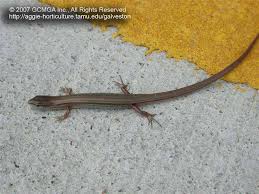 We did not find results for: Beneficial Lizards In The Landscape 18 Skink Lizards