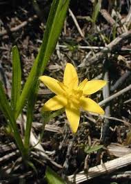 Image result for Hypoxis