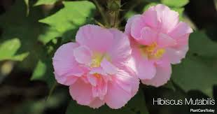 *sago palm is also poisonous for cattle. Hibiscus Mutabilis Care How To Grow Confederate Rose