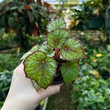Image result for Begonia fusialata