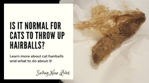 100% natural vet formulated herbal remedies for over 150 different pet health conditions. Is It Normal For Cats To Throw Up Hairballs Saving Nine Lives