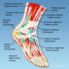 According to the literature, it can be used to reinforce a repair of the anterior talofibular ligament in ankle instability. Pin On Ø±Ø³ÙˆÙ…Ø§Øª Ø·Ø¨ÙŠÙ‡ Ù…Ù‡Ù…Ù‡