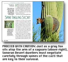 Desert cacti desert cacti hail from throughout the arid regions of the america's and surrounding islands. Spine Tingling Story