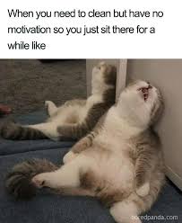 Mood D Funny Animal Jokes Funny Animal Quotes Animal Jokes