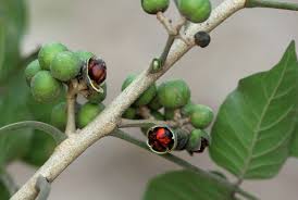 Image result for Trichilia capitata