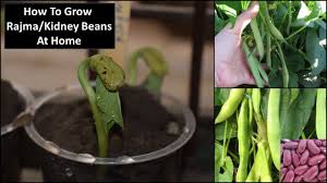 We did not find results for: How To Grow Kidney Beans Rajma At Home à¤˜à¤° à¤ª à¤° à¤œà¤® à¤‰à¤— à¤¯ à¤†à¤¸ à¤¨ à¤¸ Youtube