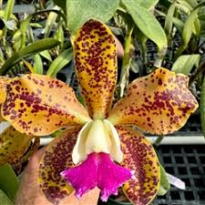 Image result for Cynorkis debilis