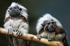 A Shot I Like Cottontop Tamarin Monkeys Cute Wild Animals Amazon Animals Animals Beautiful